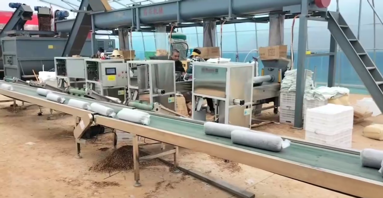 Automated production line in a mushroom facility
