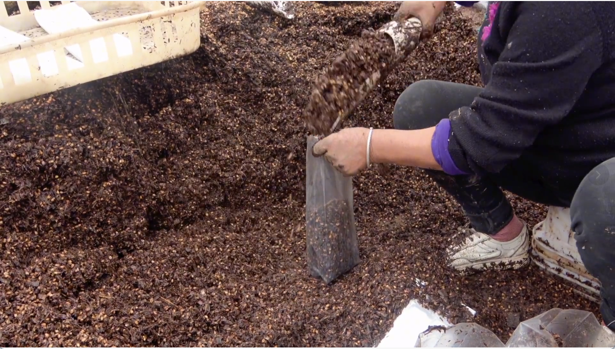 Manual mushroom substrate bagging operation before automation, used as a comparison baseline for mushroom bagging equipment