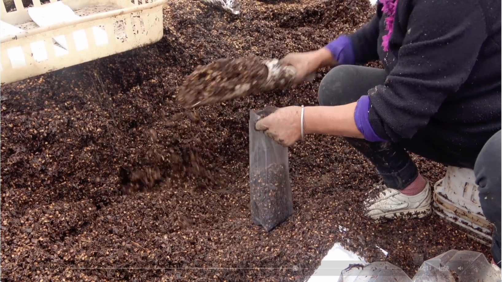 Manual mushroom bagging process showing labor-intensive and inconsistent operation