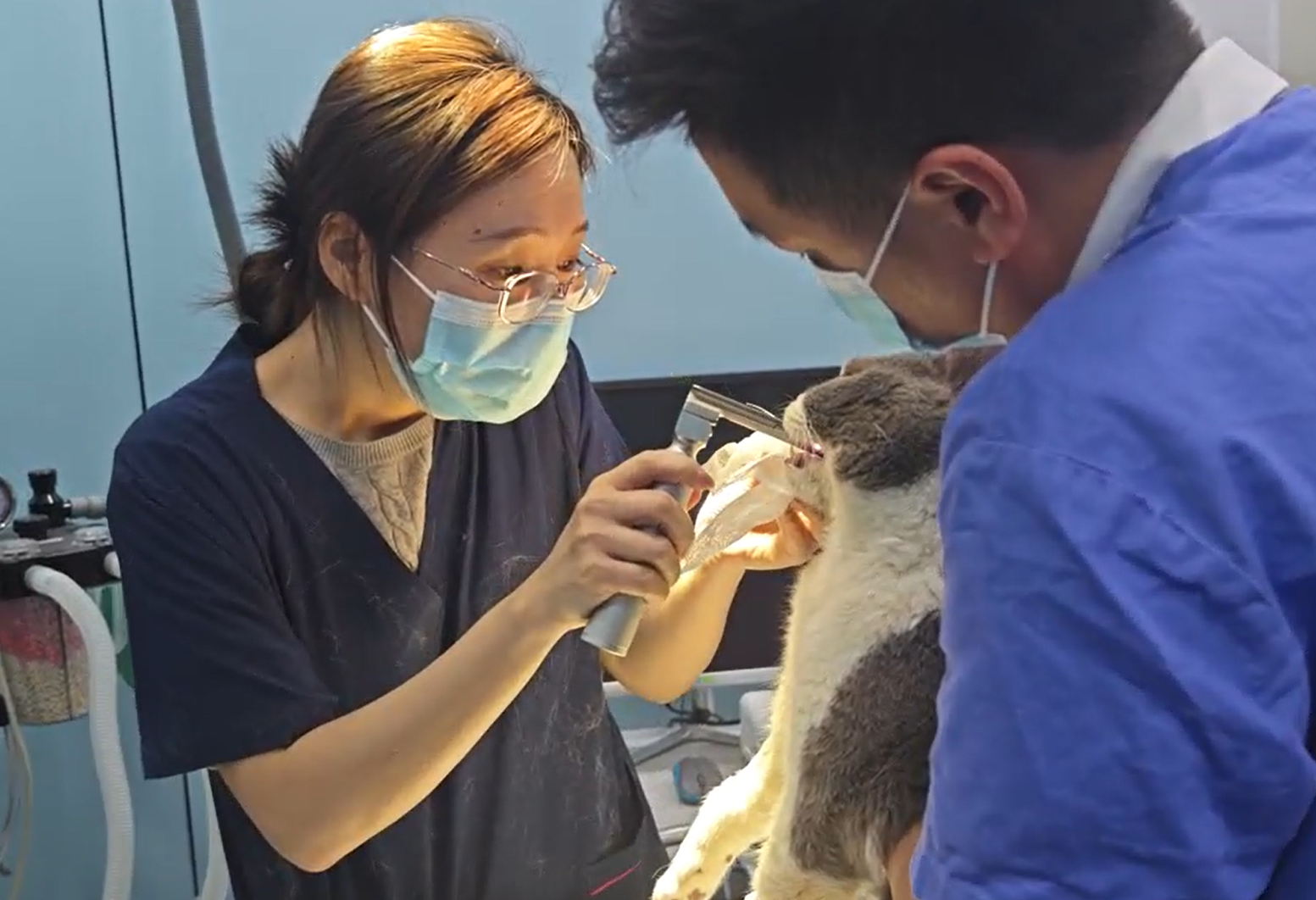 Small animal endoscopy procedure using portable veterinary endoscope