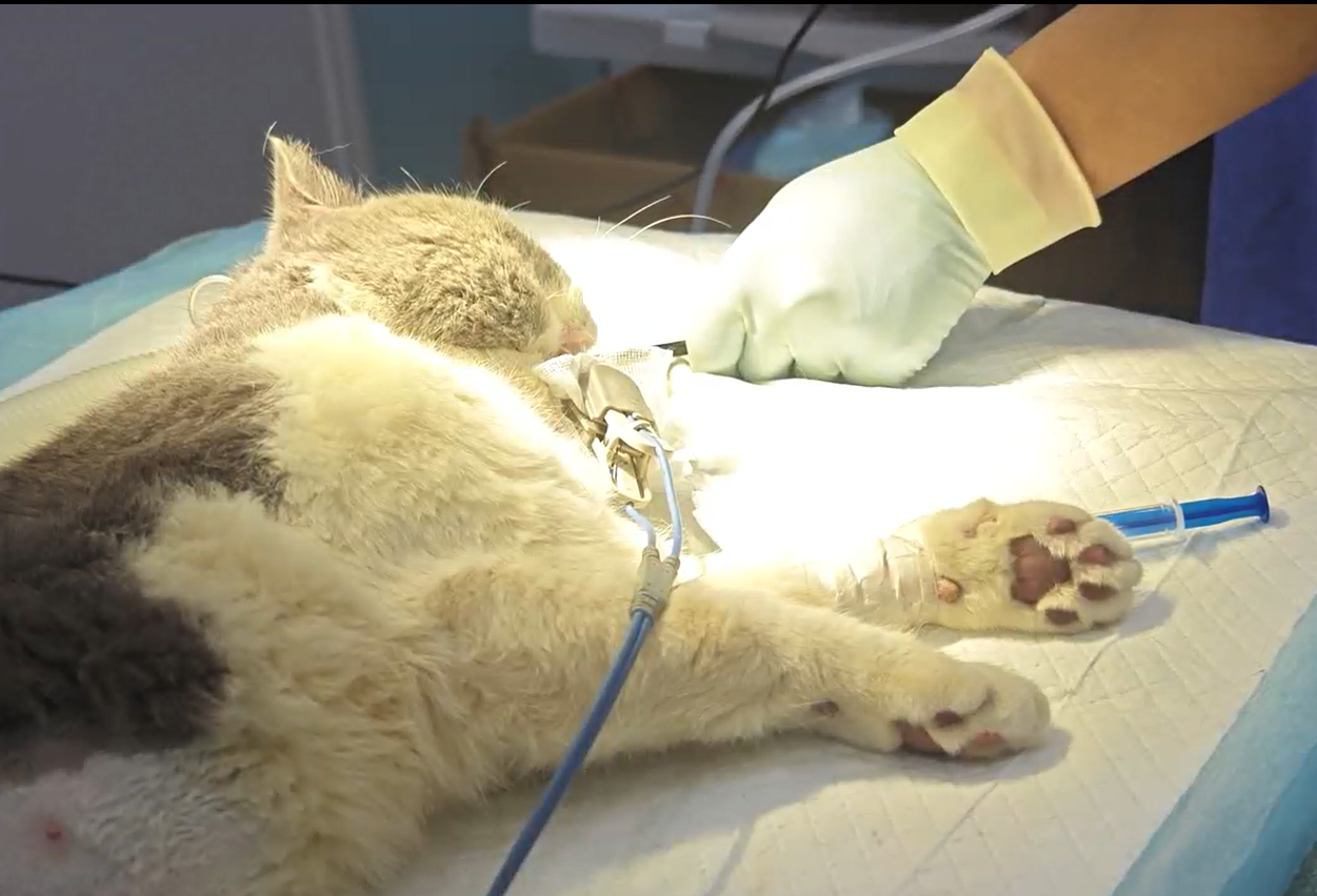 Small Animal Endoscopy