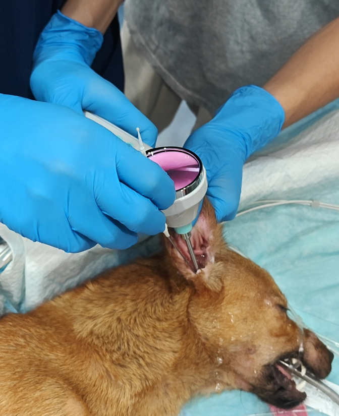 Small animal veterinary endoscopy in a clinic