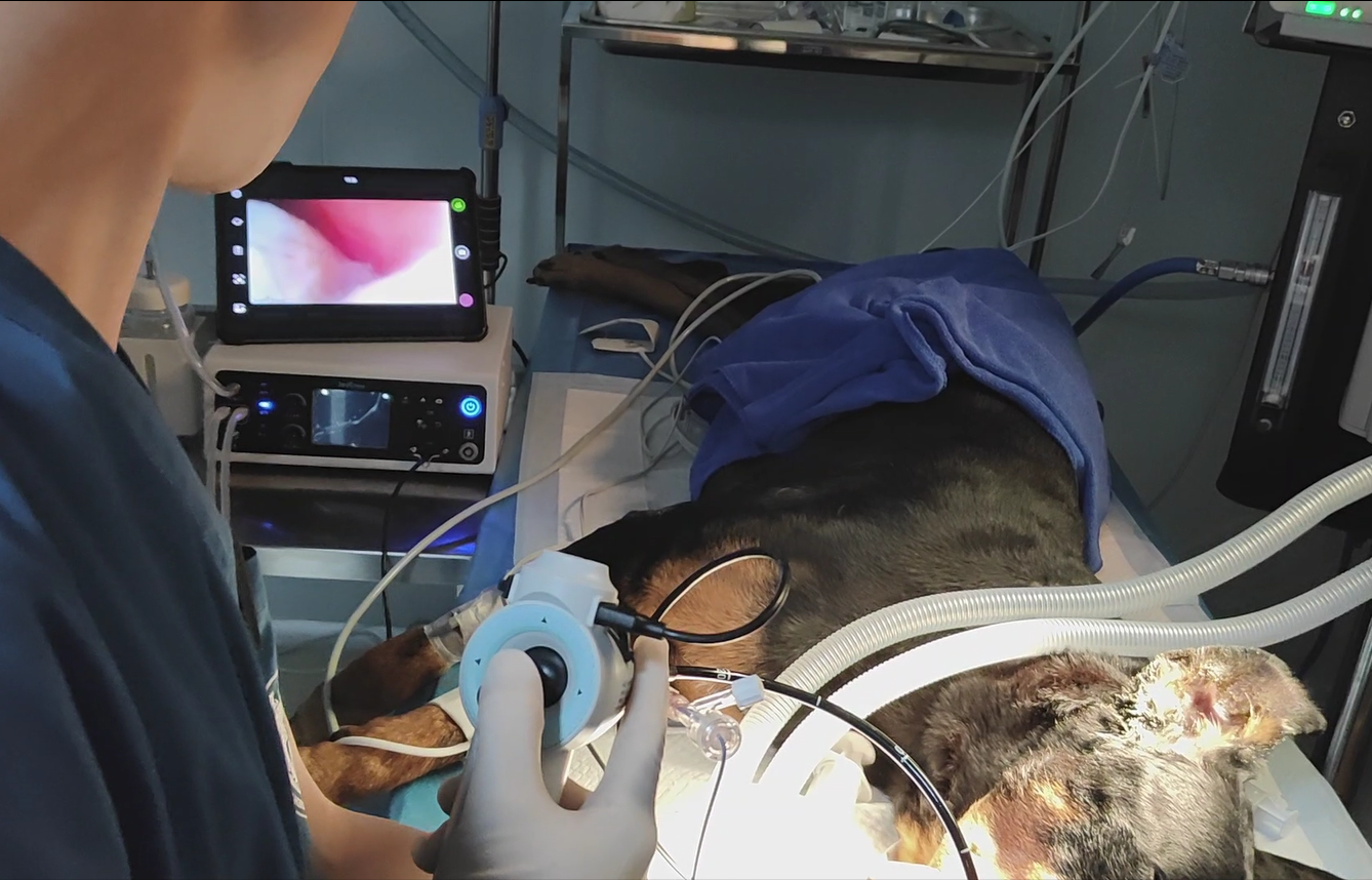 Large Animal Endoscopy Application