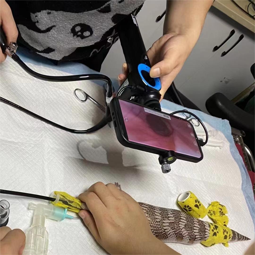 Veterinary endoscope being used in avian and exotic animal endoscopy procedure