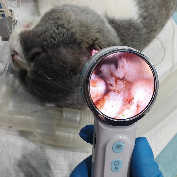 Veterinary Endoscope in Field Use