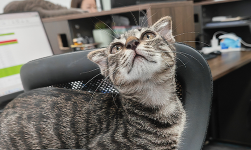 Huzi the playful kitten testing stable pet product designs