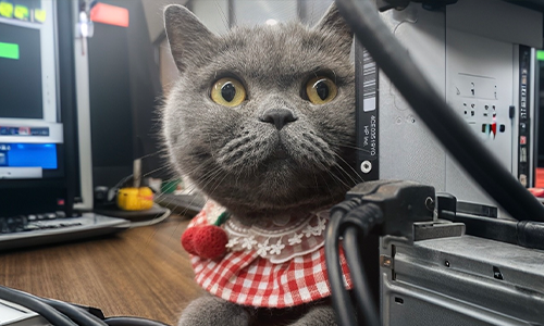 Oli the cleanliness-sensitive cat inspiring hygiene features