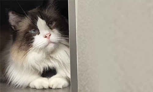 Pudding the big Ragdoll cat influencing space-efficient designs