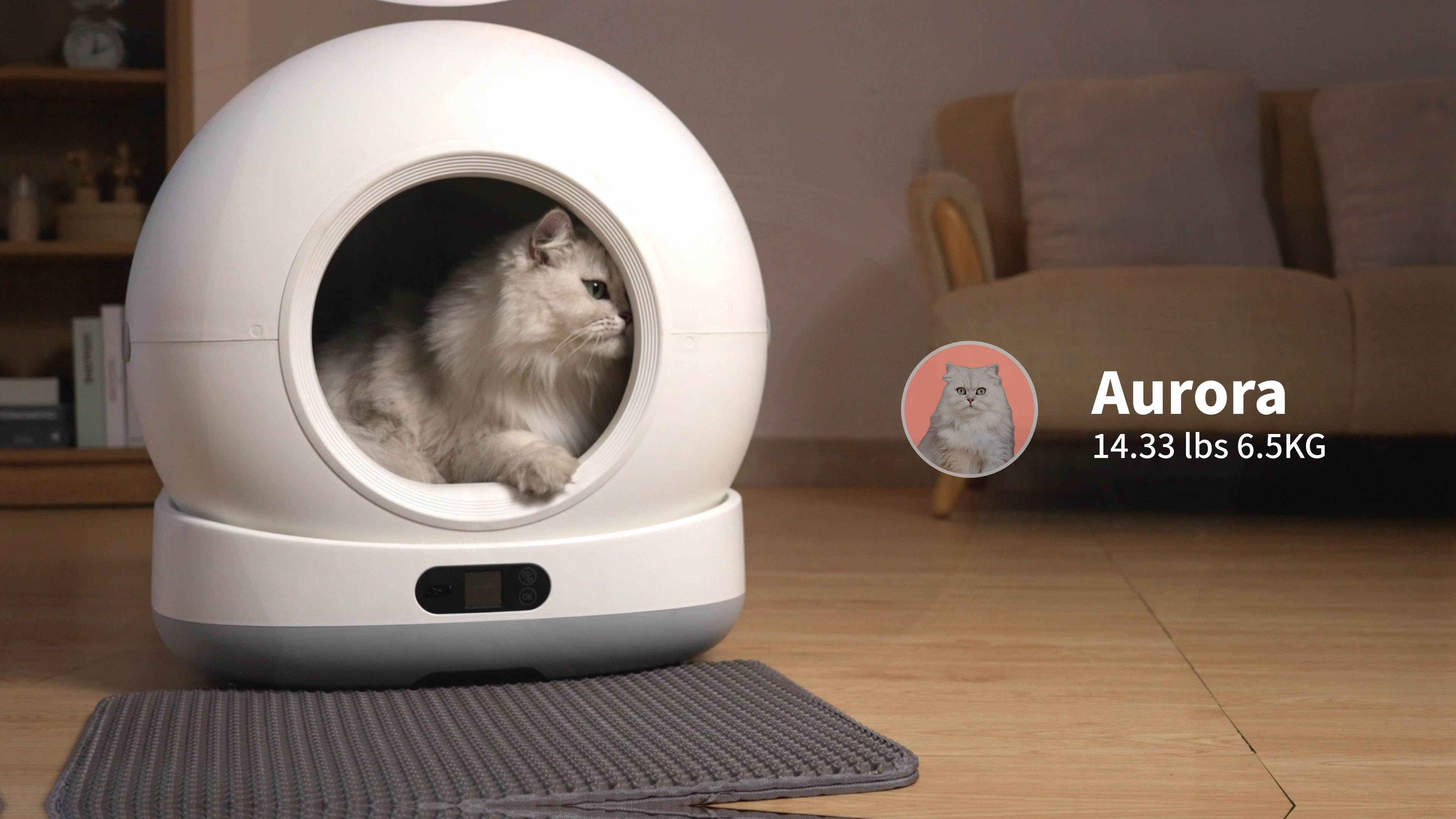 Cat litter box odor problem illustration