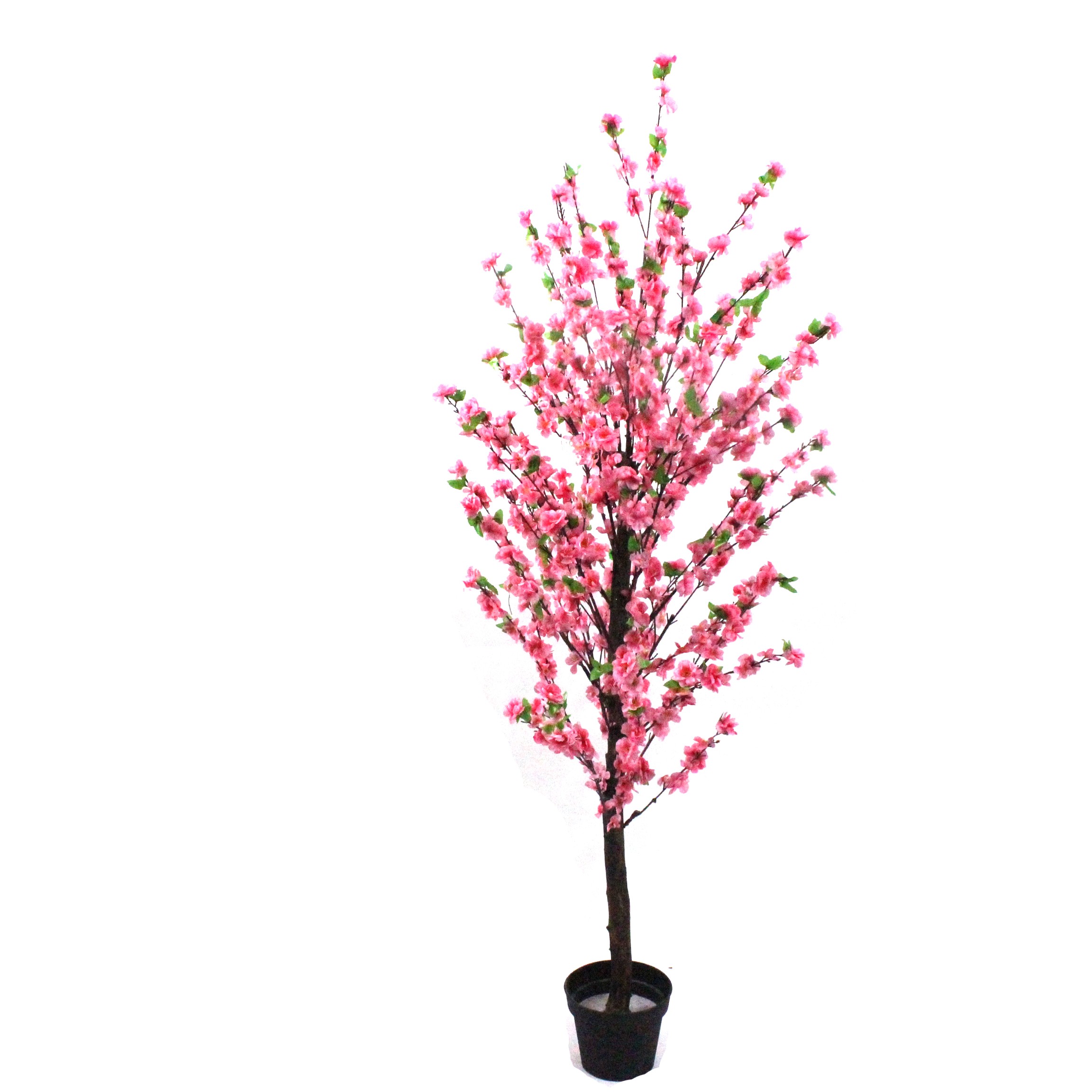 Peach Blossom Trees