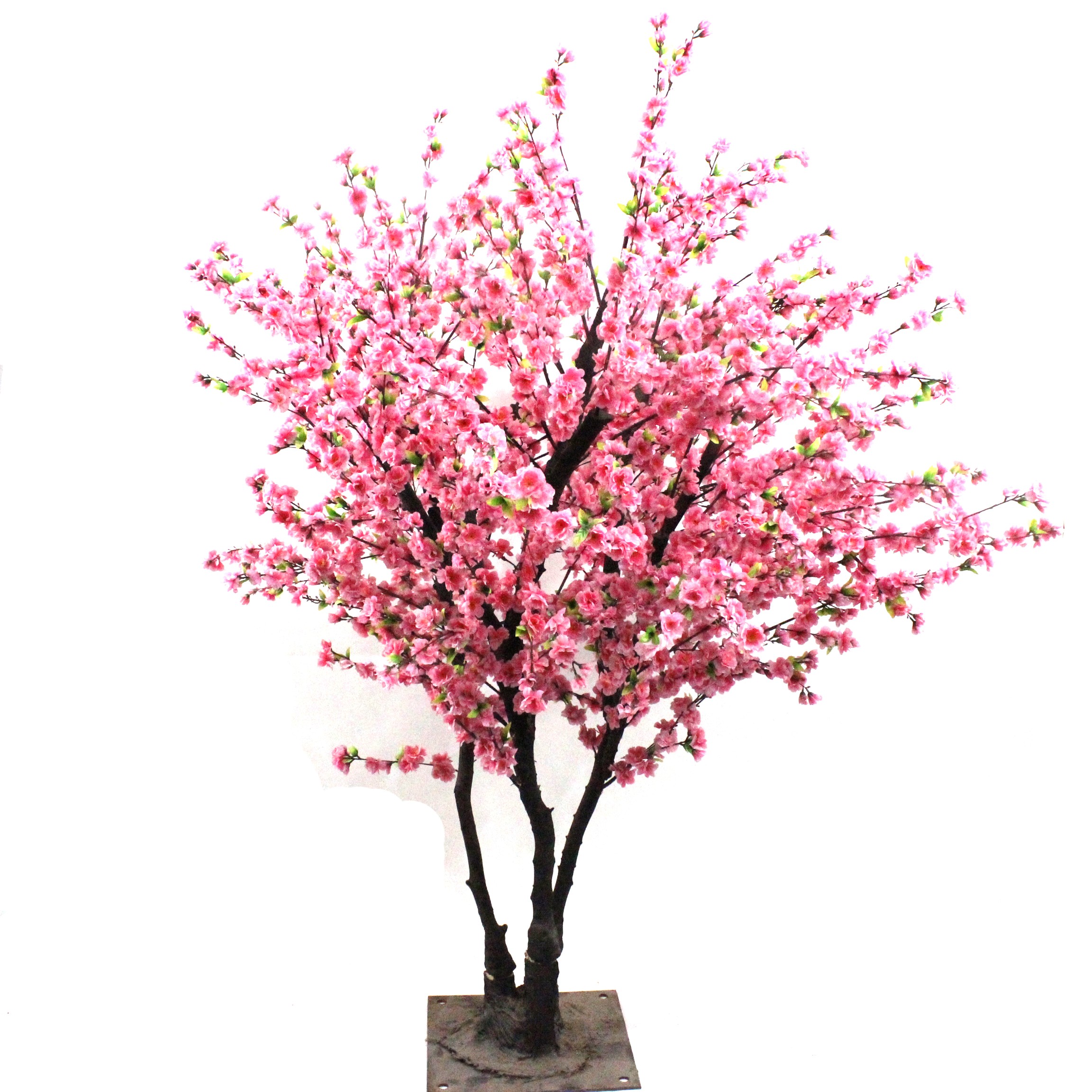 Peach Blossom Trees