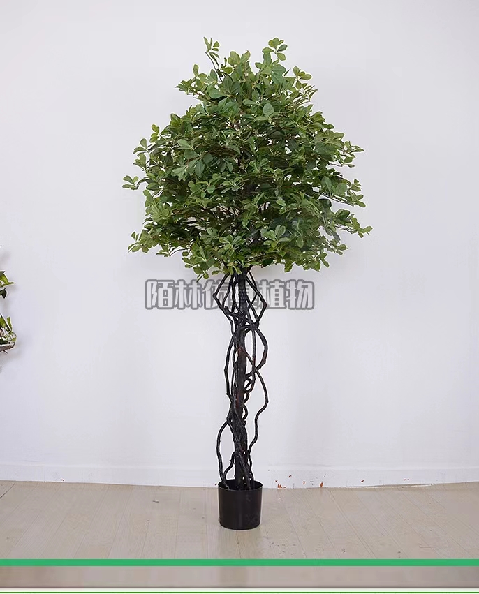 The Magic of Polyscias Trees