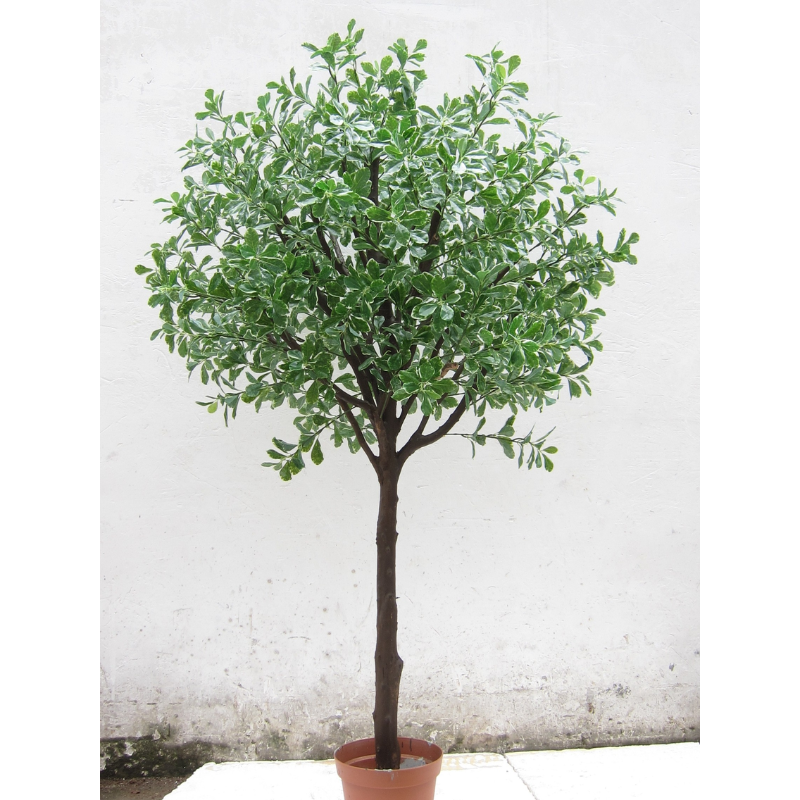 The Magic of Polyscias Trees