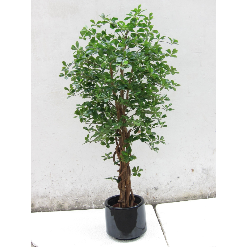 The Magic of Polyscias Trees