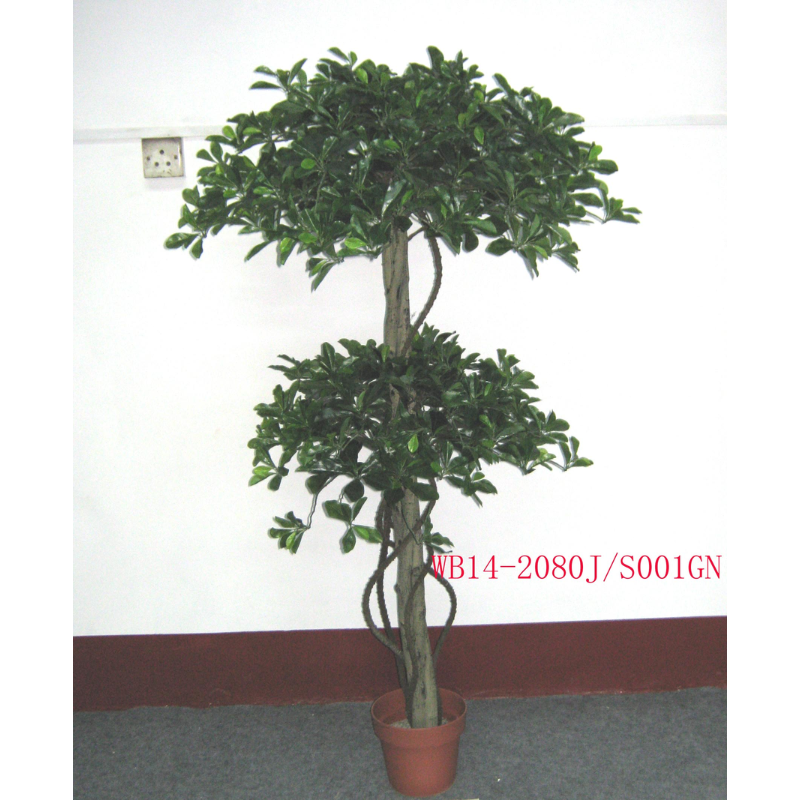 The Magic of Polyscias Trees
