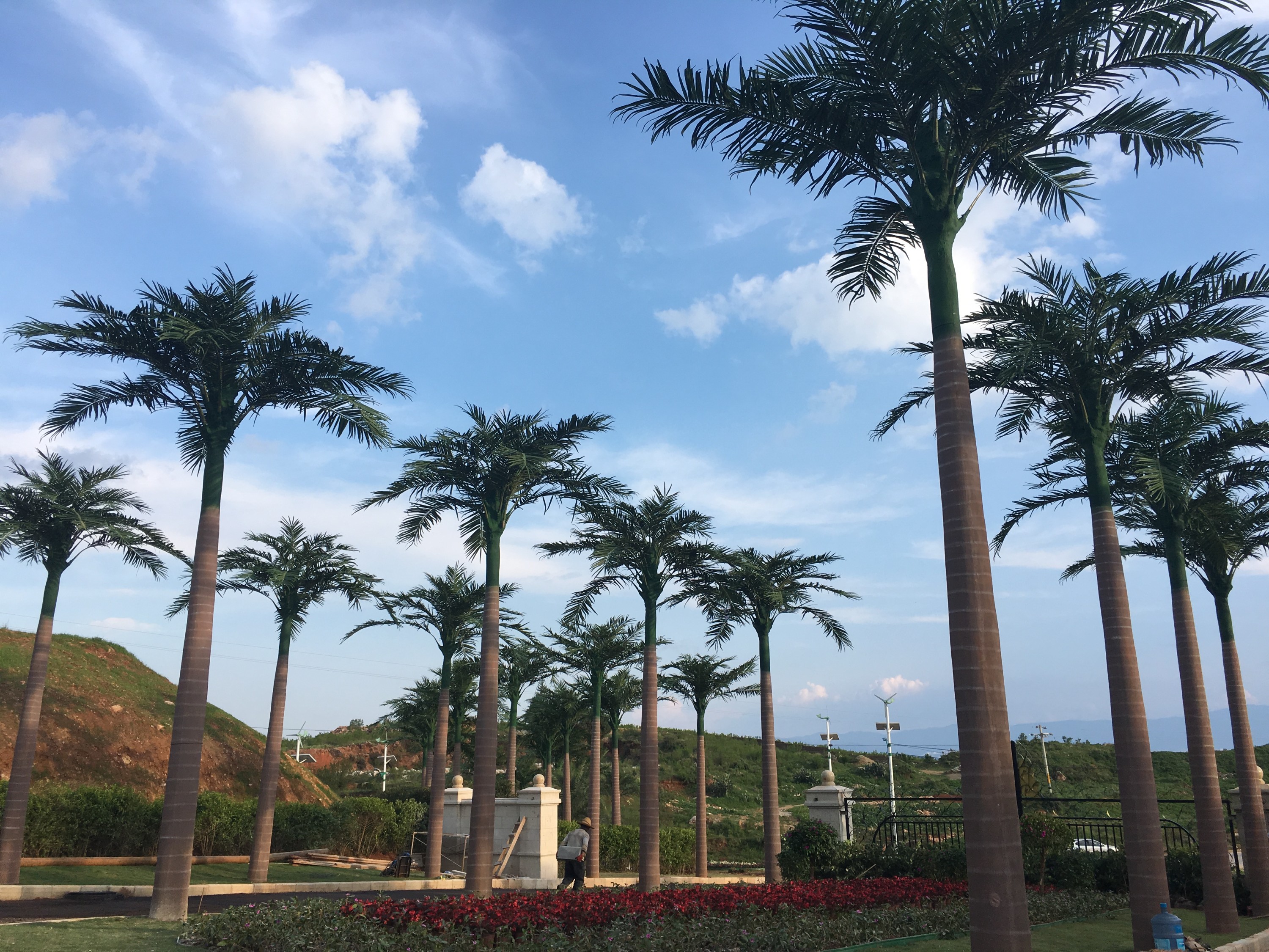 80 King Coconut Trees at Yunnan Huabin Health Park
