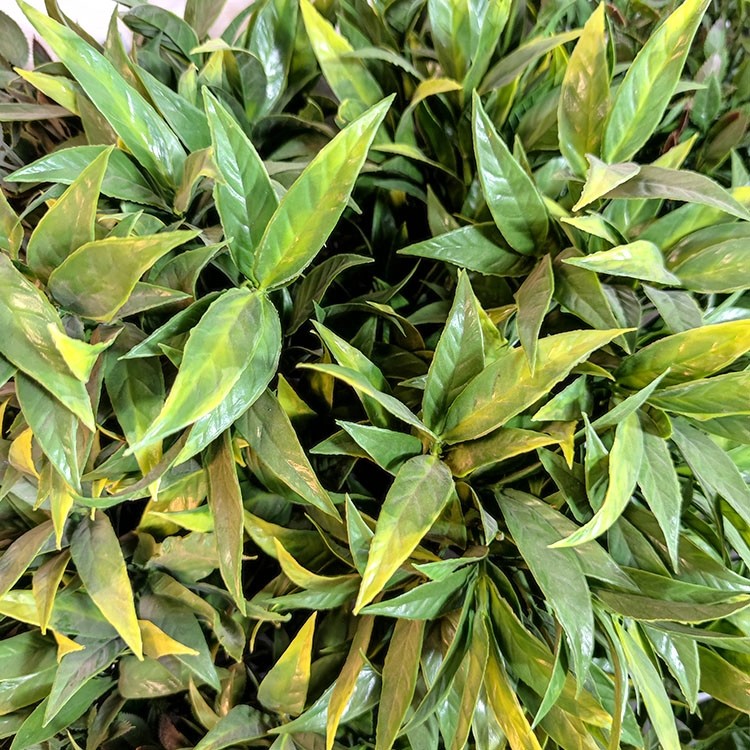 Gardon Decoration Indoor Artificial Plant Wall 