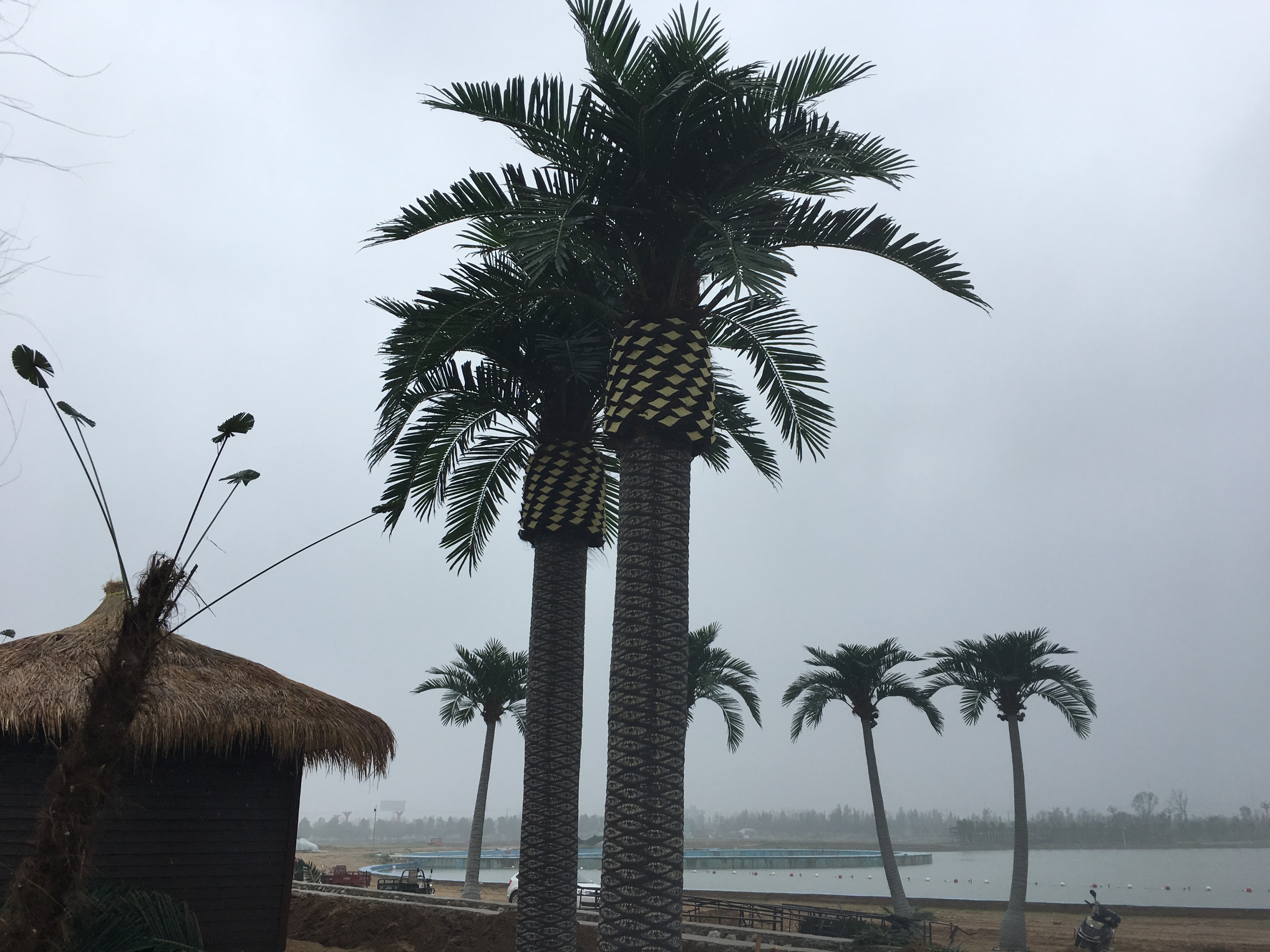 Weinan 120 large trees
