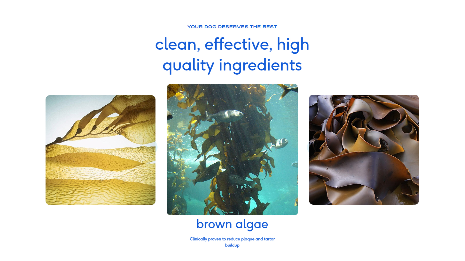 Pure Breath Daily Dog Powder detail image 4