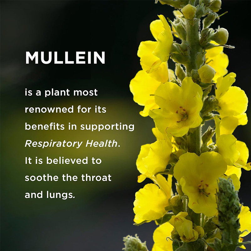 Mullein detail image 6