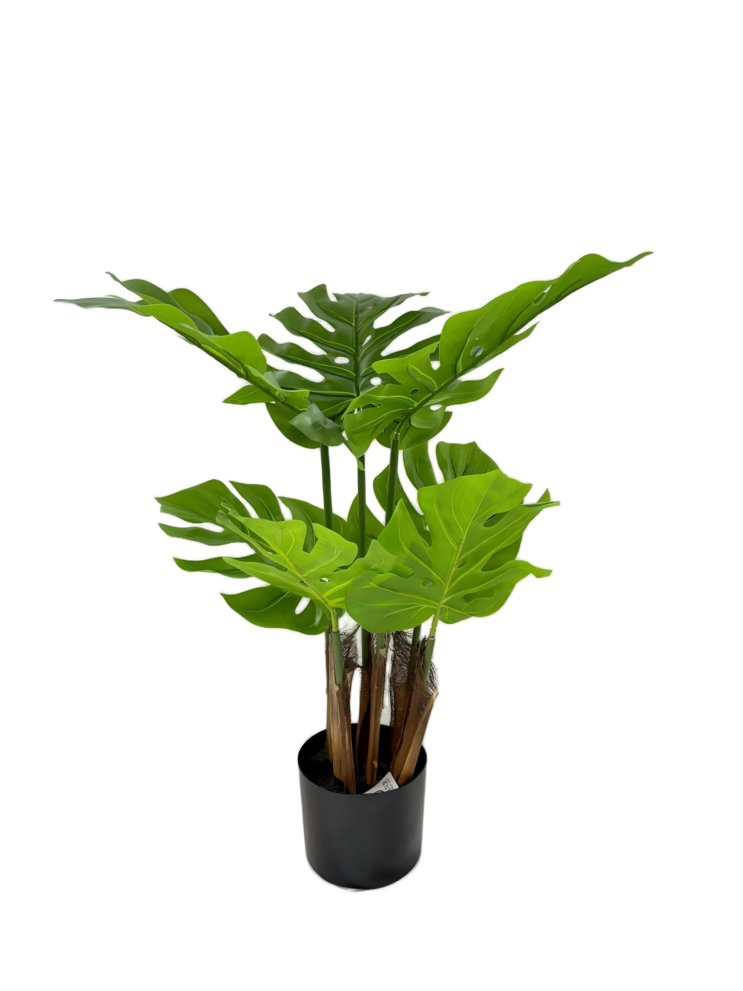 80 см Monstera растение
