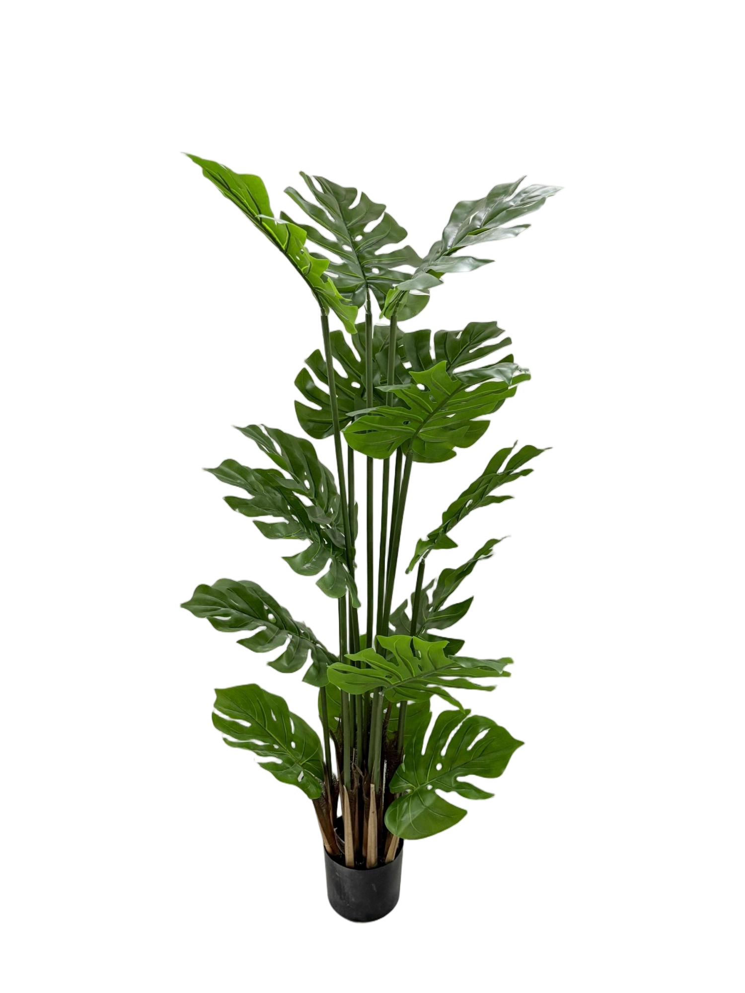 140 см Monstera завод
