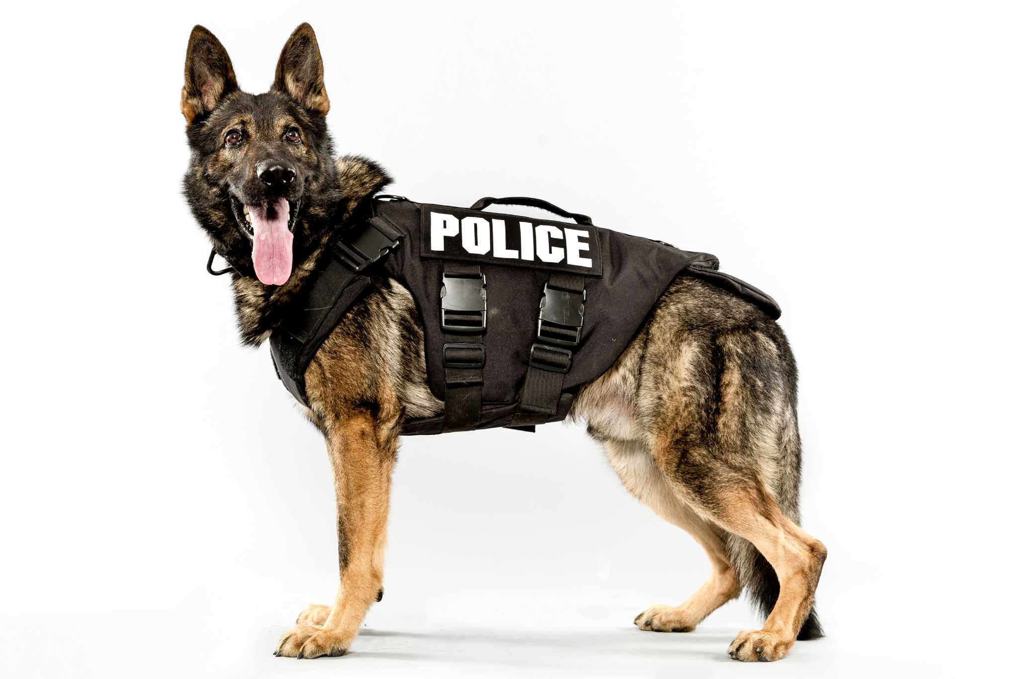 K9 harness and tactical dog vest - military webbing application