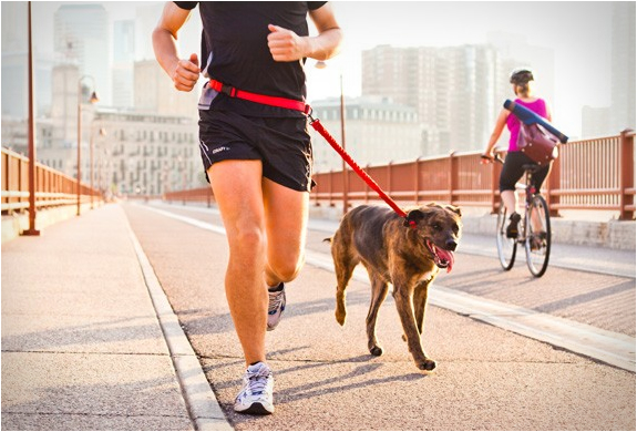 Pet leashes, collars and harnesses use outdoor webbing with high strength, soft touch and UV resistance
