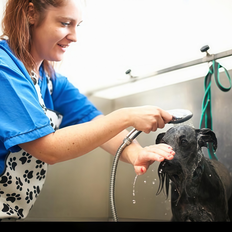 Veterinary clinic pet grooming equipment