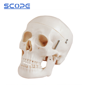 Anatomy Model