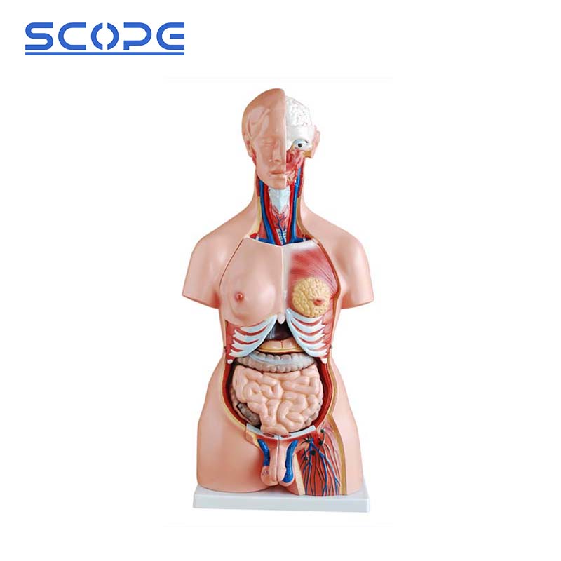 85cm 23-Part Dissectible PVC Human Torso Model SC-A1041