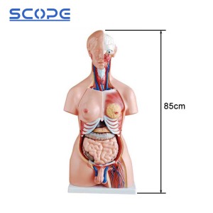 Torso Model