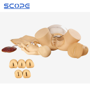 Gynecology Manikin