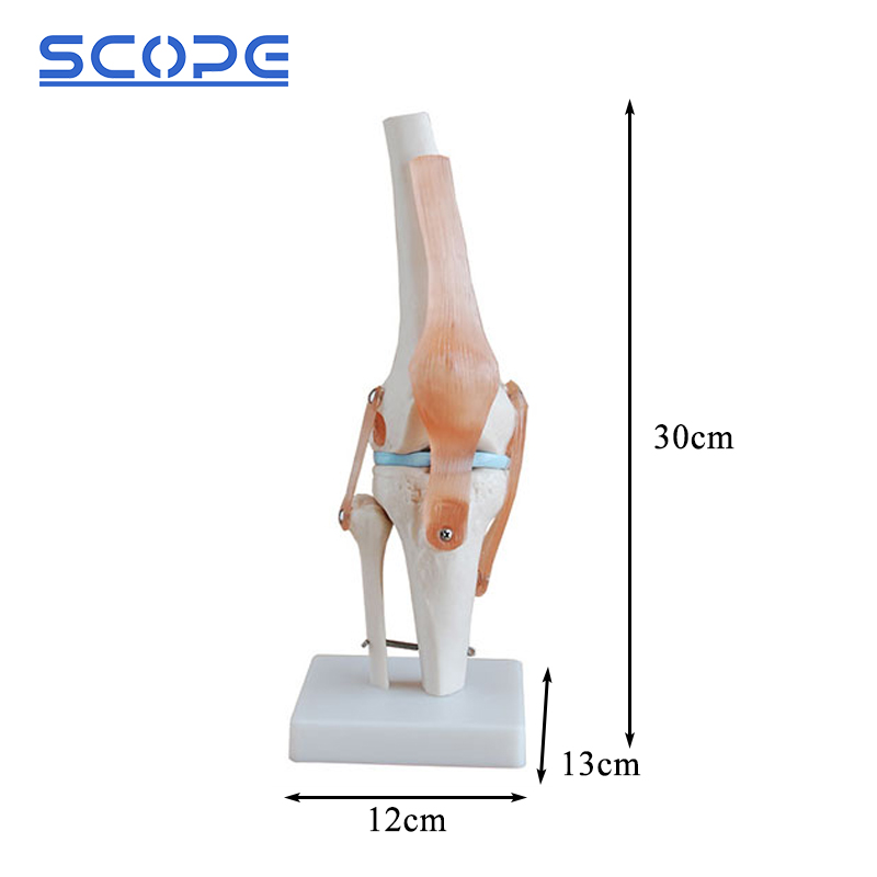 Anatomy knee joint model resting on its plastic seat