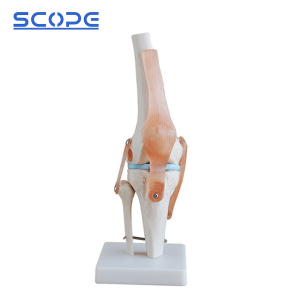 Joint Model