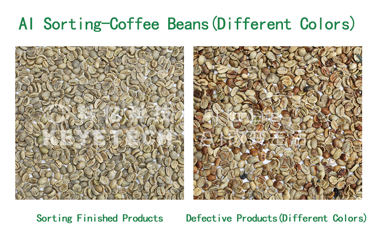 AI sorting of coffee beans with different colors in a sorting machine