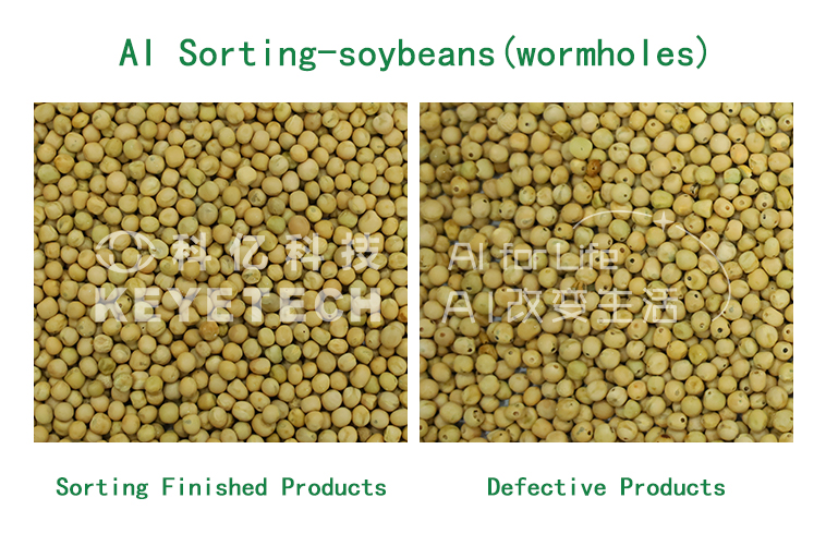 AI sorting of soybeans for wormhole defects Soybeans with wormholes inspected by AI intelligent sorting equipment