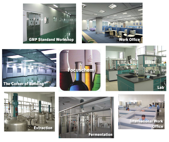 Factory workshop of Shandong Habier Biopharma showing modern biotech production environment