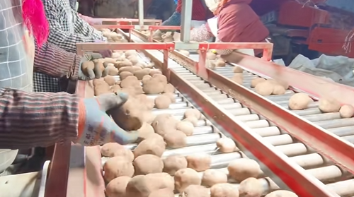 Agricultural product sorting roller conveyor driven by a drum motor