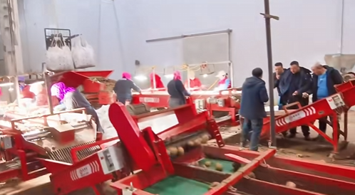 Potato sorting roller conveyor driven by SEAPARKS drum motor in agricultural application