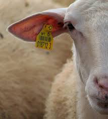 RFID Sheep Tag_2<p class=