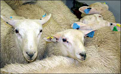 RFID Sheep Tag_3<p class=