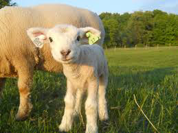 RFID Sheep Tag_4<p class=