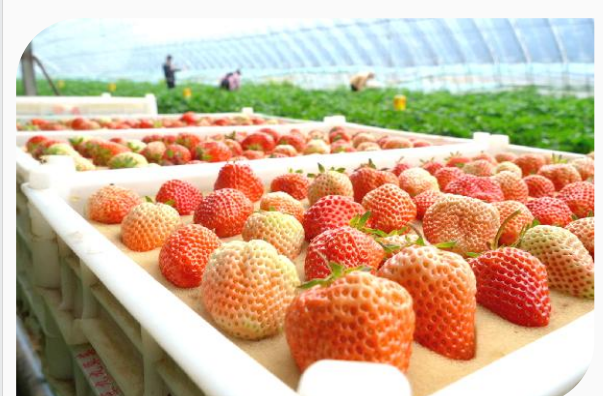 Fresh strawberry growing base in Dandong and Shandong production regions