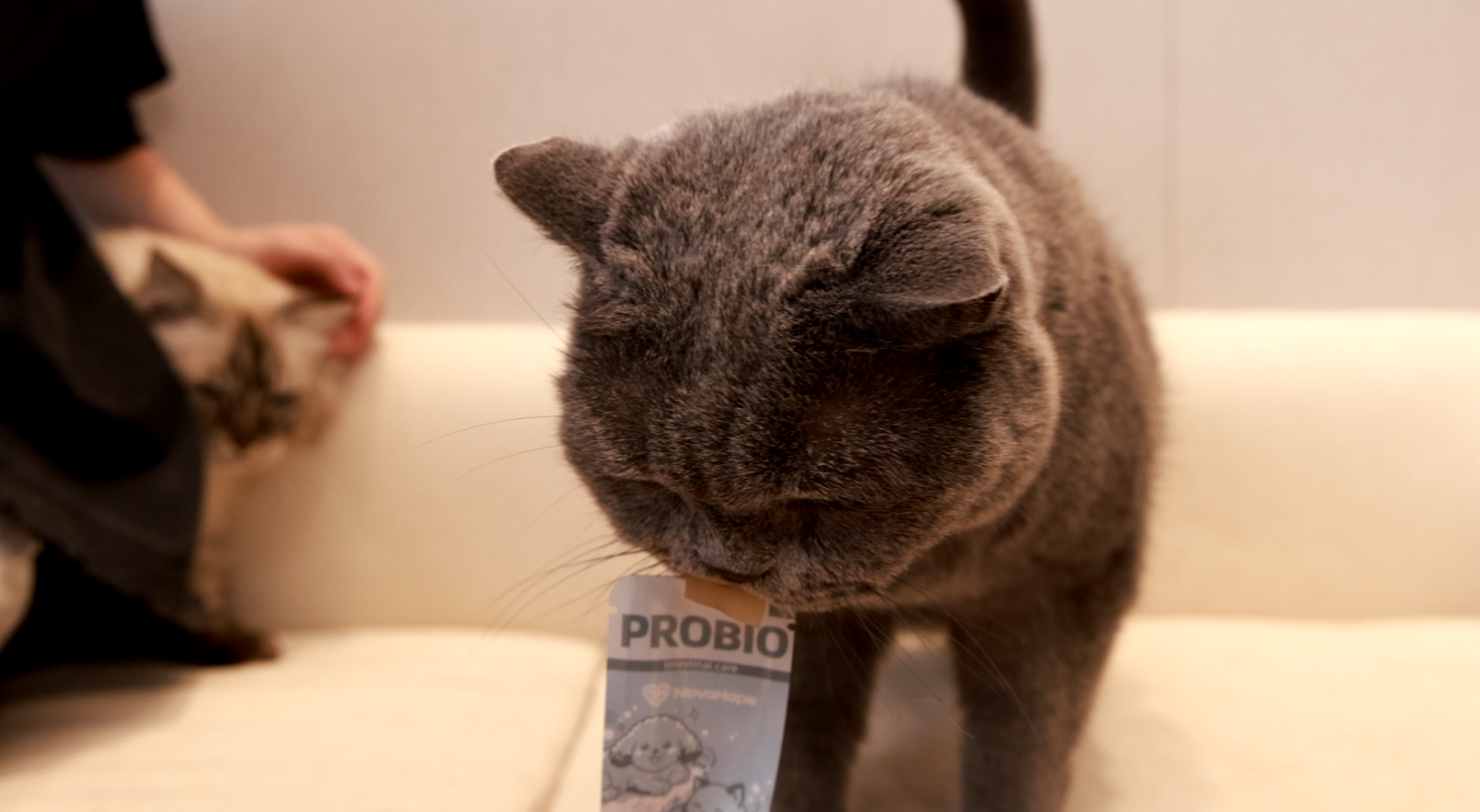 Novohope PROBIO fast-dissolving oral film product detail for pet digestive care