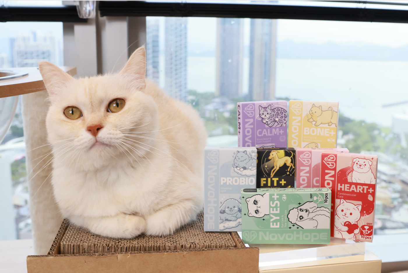 novohope-cat-supplements-lifestyle-ad-creative