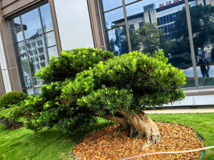 Office Garden