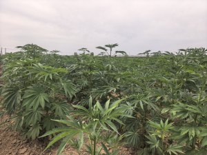 Planting Farm