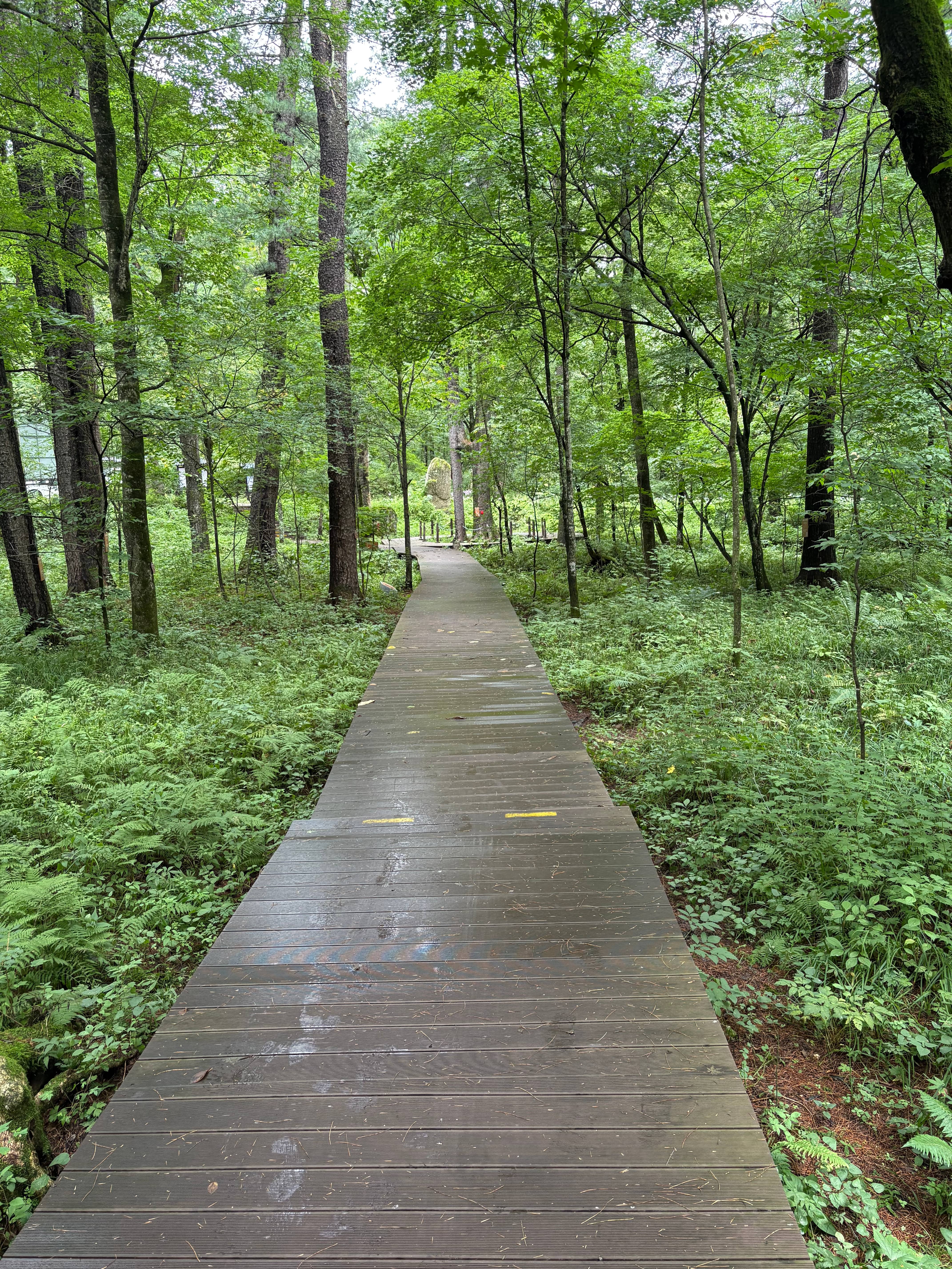 WPC decking installed in a public park pathway with joist clips and hidden fixings