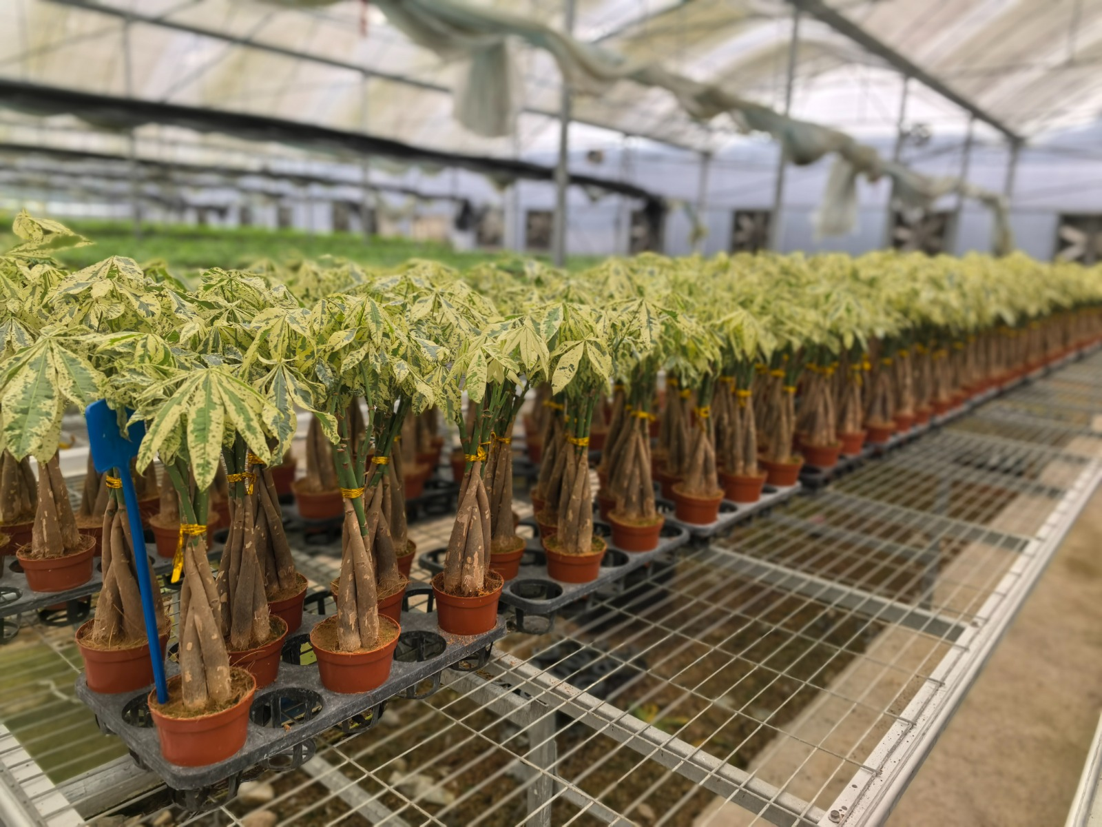 Pachira variegated , beautifull money tree